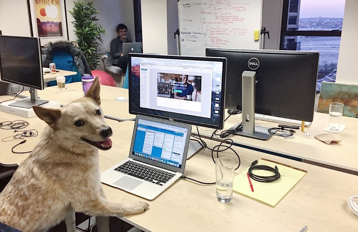DailyPay staff work and pet-friendly office policy
