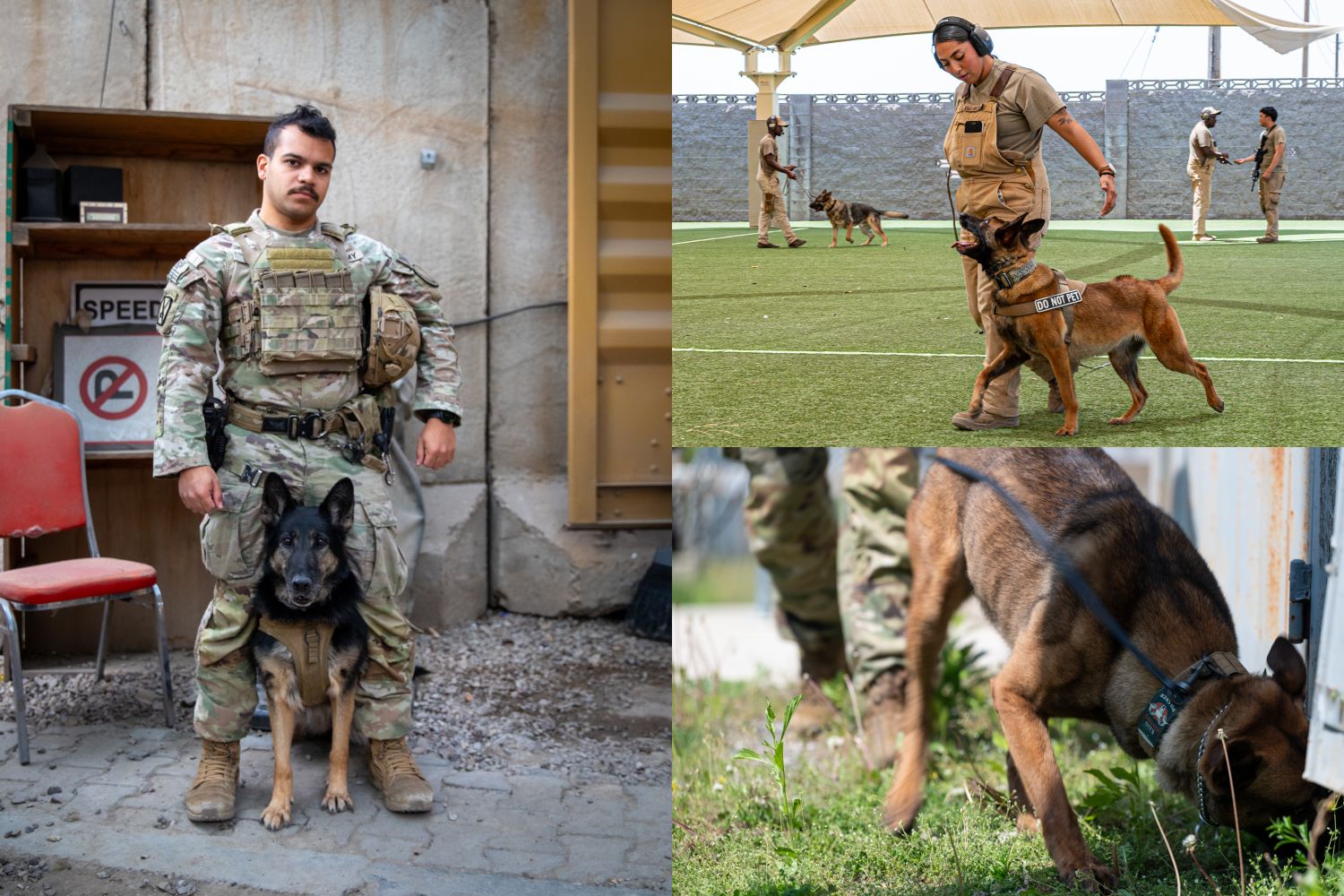 Military Working Dogs in Action