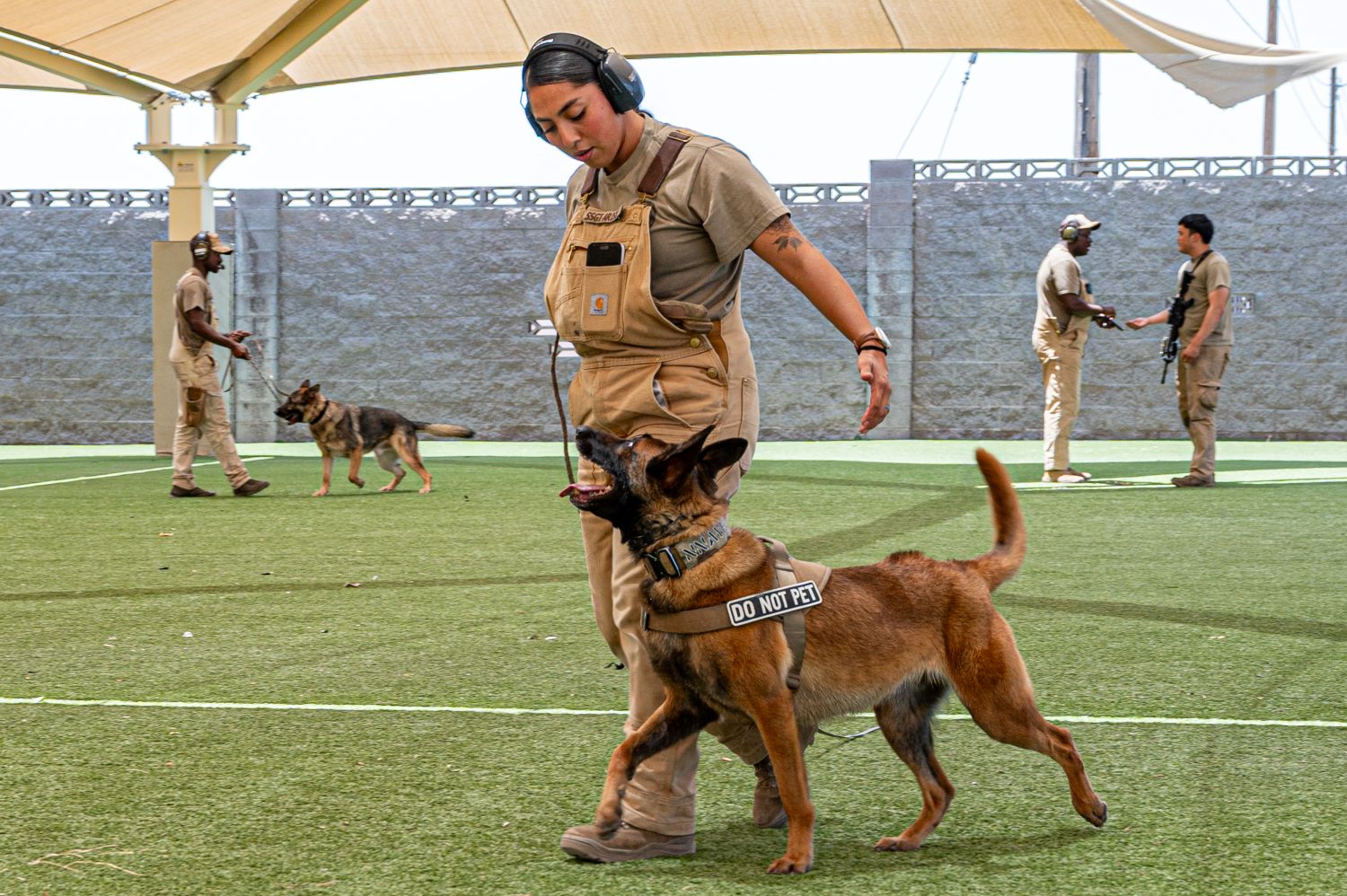 a military working dog in a training