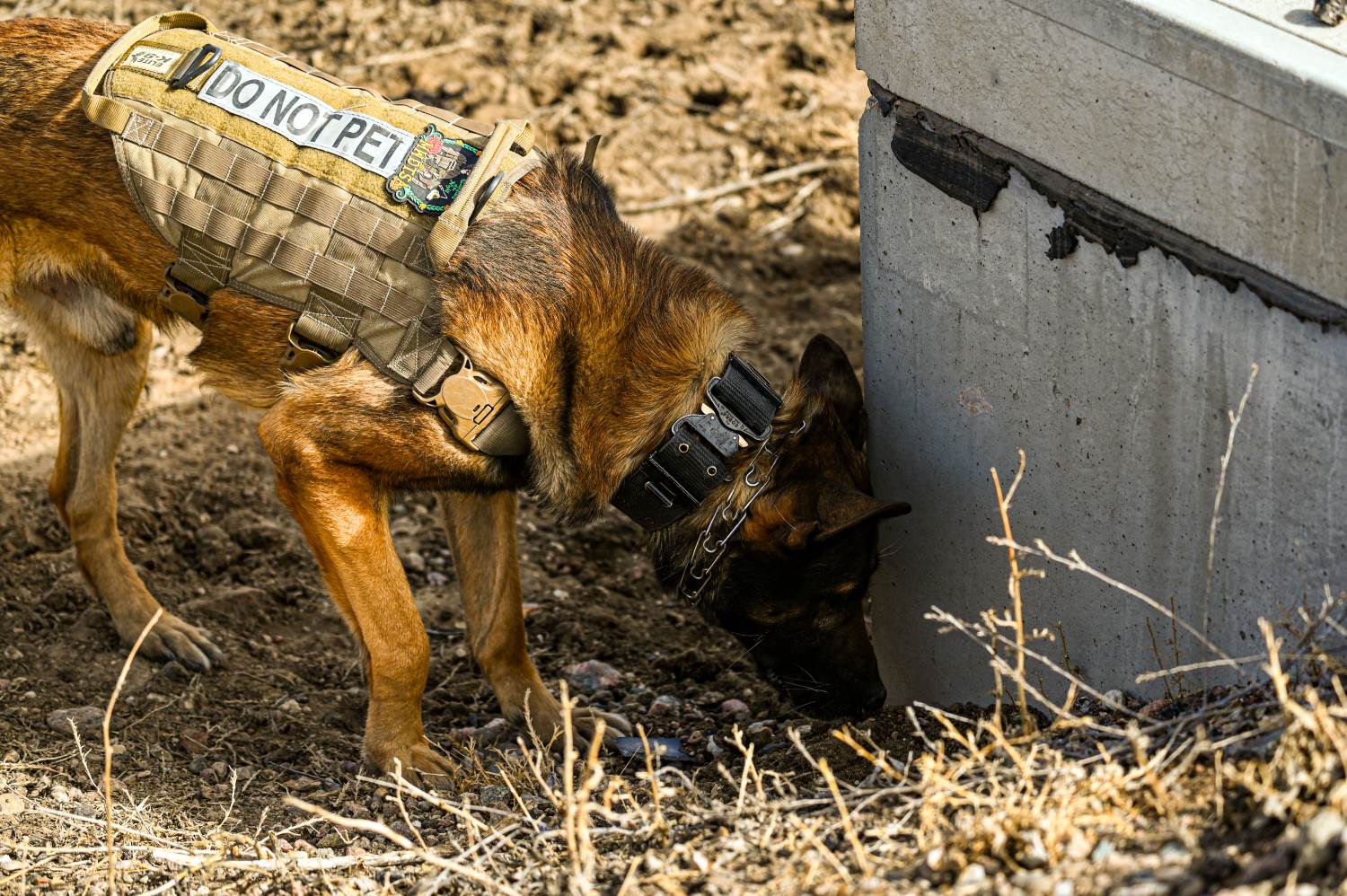 MWD conducts detection training