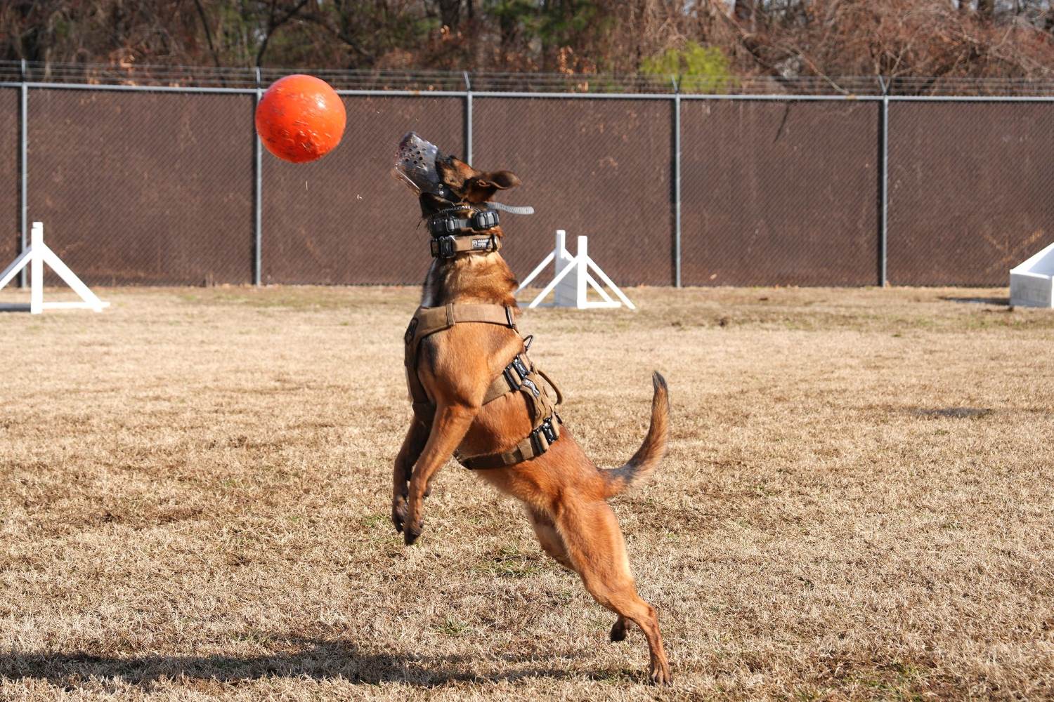 Military Working Dog Yyumba enjoys a playful moment with a ball